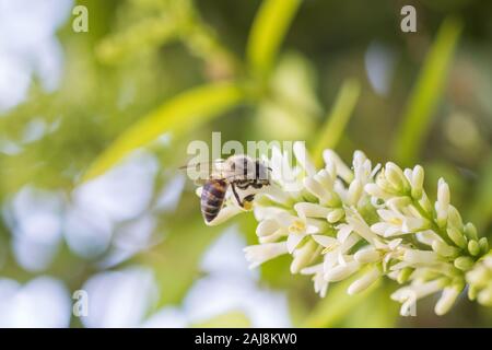 Ein Honey Bee Pollen sammeln auf kleinen weißen Blüten in der Morgensonne. Stockfoto