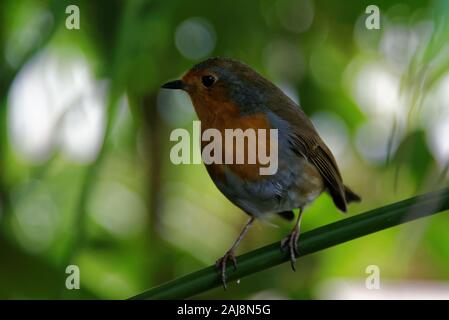 Die Europäische Rotkehlchen (Erithacus Rubecula), einfach als die Robin oder Robin redbreast auf den Britischen Inseln bekannt, ist eine kleine insectivorous Säugetierart. Stockfoto