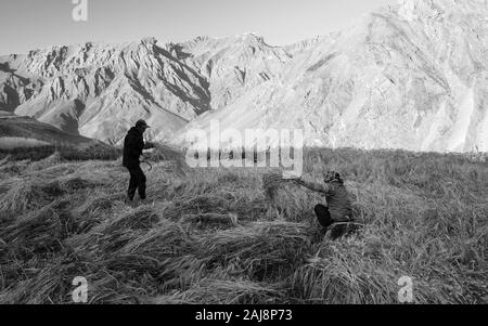 Mann und Frau Team Ernte von Weizen mit dem Himalaya als Kulisse im Sommer in der Nähe von Kibber, Himachal Pradesh, Indien. Stockfoto