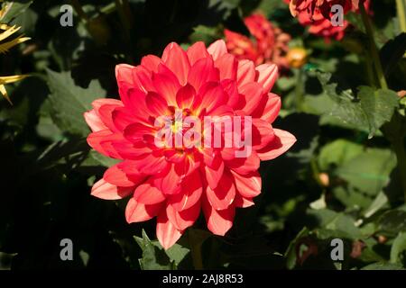 Dahlie Karma Irene ist eine Seerose Typ Blühen im Sommer bis Herbst in Großbritannien Stockfoto