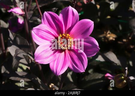 Dahlie Happy Single (HS) Julia Blüte im September in Großbritannien Stockfoto