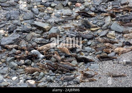 Die Kegelrobbe (Halichoerus grypus) am Strand von Mutton Cove, godrevy Point in Cornwall, England. Stockfoto