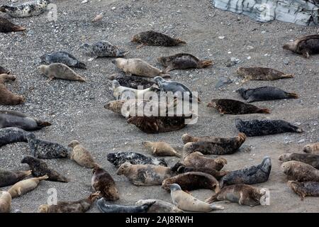 Die Kegelrobbe (Halichoerus grypus) am Strand von Mutton Cove, godrevy Point in Cornwall, England. Stockfoto