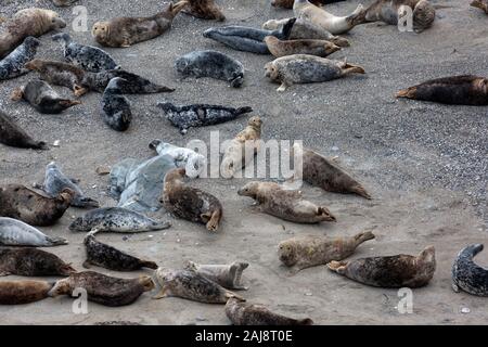 Die Kegelrobbe (Halichoerus grypus) am Strand von Mutton Cove, godrevy Point in Cornwall, England. Stockfoto