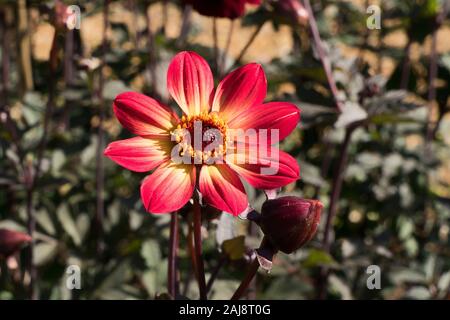 Dunkle leaved Dahlie Bishop Auckland Blüte im September in Großbritannien Stockfoto