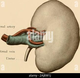 Atlas und Lehrbuch der topographischen und Angewandte Anatomie. Abb. 66. Abb. 67. Nebennieren absteigend Drüse teil Der duode nferior duodenal Flexi Stockfoto