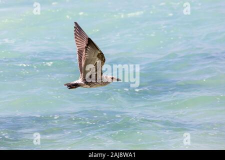 Junge Kelp Möwe (Larus dominicanus) fliegen über den Ozean, Südafrika Stockfoto