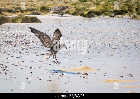 Junge Kelp Möwe (Larus dominicanus) Landung auf einem Sandstrand, Südafrika Stockfoto