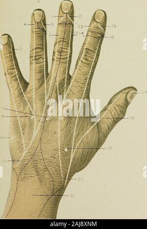 Regionale Anatomie in ihrem Bezug zur Medizin und Chirurgie. ? ? M&r -? T26? M^1 ^Eama^^ 9 0,-:? 31 FIO2. Stockfoto