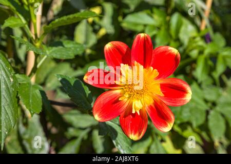 Ziemlich einzigen roten und gelben Dahlien Pooh Blüte im September in Großbritannien Stockfoto