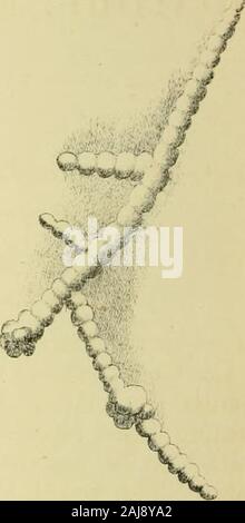 Monatliche mikroskopische Journal: Transaktionen der Königlichen mikroskopische Gesellschaft, und die Aufzeichnung von histologischen Forschung im In- und Ausland. J*.de d, Ji] ica&gt; 7-iim.&lt;. Stockfoto