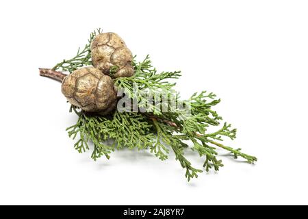 Frische cypress Zweig mit Kegel auf weißem Hintergrund. Cupressaceae Stockfoto