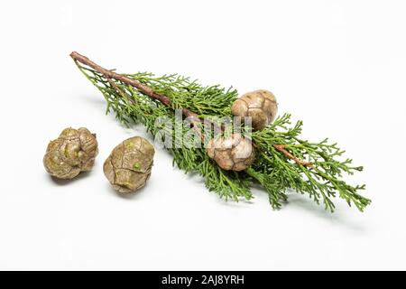 Frische cypress Zweig mit Kegel auf weißem Hintergrund. Cupressaceae Stockfoto