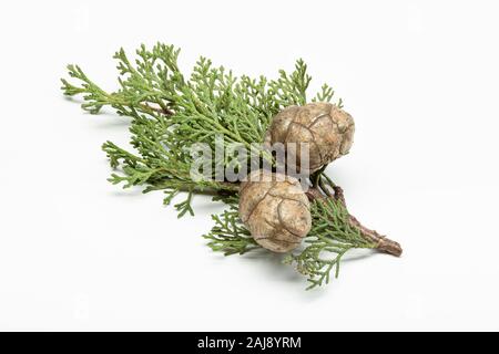 Frische cypress Zweig mit Kegel auf weißem Hintergrund. Cupressaceae Stockfoto