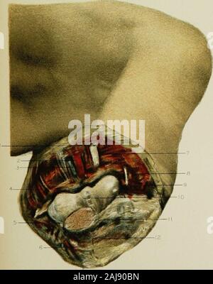 Regionale Anatomie in ihrem Bezug zur Medizin und Chirurgie. Abb. 2 F15 3. Stockfoto