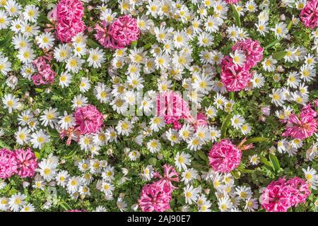 Leuchtend rosa Hyacinthus mit weißen Anemone blanda Stockfoto