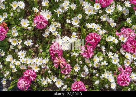Leuchtend rosa Hyacinthus mit weißen Anemone blanda Stockfoto