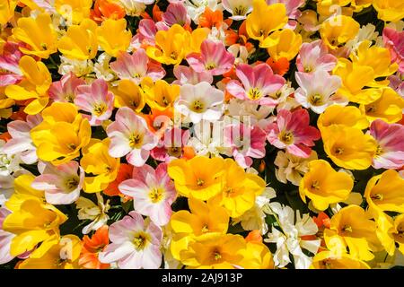 Ansicht von oben in der Nähe von schönen Farben blühen Tulpen öffnen. Tulpe Blume Bett in der niederländischen Waren des Blumenhandels garten Keukenhof mit verschiedenen Frühling - Stockfoto