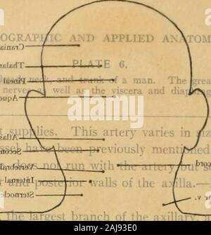 Atlas und Lehrbuch der topographischen und Angewandte Anatomie. /EmiJqo aumfiljjrfT. btuta Lu - MiM - 11 usdc "Ich!  ?^. biolaBmobbboiroia/Ilia.-Ed. Tiill/gui ICH in. Die Stockfoto