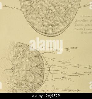 Monatliche mikroskopische Journal: Transaktionen der Königlichen mikroskopische Gesellschaft, und die Aufzeichnung von histologischen Forschung im In- und Ausland. ^ pm 1* ^V^ • jt^ Veg ^.^^ft:. ^^) - VA&gt; rterior legrs ft? Der ofAcurelhus OhvsvvurrvDorsaL Aspekt während im Ruhezustand Stockfoto