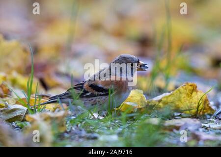 Bergfink (Fringilla montifringilla) männlichen Erwachsenen in bunten Herbstlaub, Bayern foarging, Deutschland Stockfoto