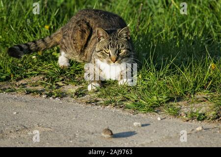 Hauskatze (Felis catus) Jagen und Spielen mit gemeinsamen Vole (Microtus arvalis), Brandenburg, Deutschland Stockfoto