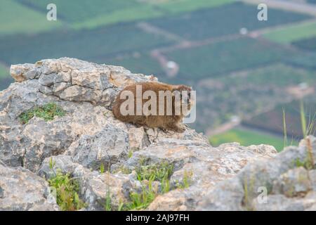 Israel. 26 Mär, 2019. Israel 2019: Eindrücke aus Israel - März/April - 2019 Berg Arbel Marmot | Verwendung der weltweiten Kredit: dpa/Alamy leben Nachrichten Stockfoto