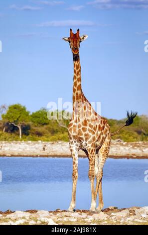 Giraffen, Etosha National Park, Namibia, (Giraffa Camelopardalis) Stockfoto