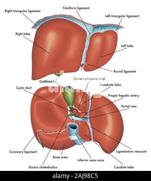 Medizinische Abbildung: die Anatomie des vorderen und hinteren Ansicht der Leber mit der Beschreibung der verschiedenen Teile. Stockfoto