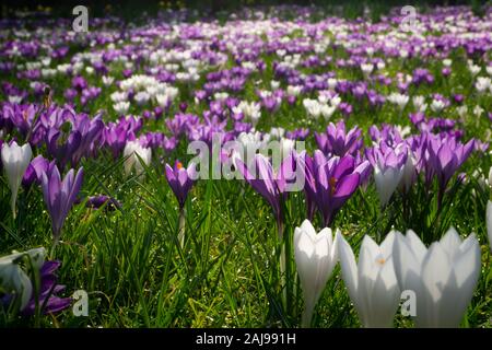 Krokusse im Frühling Sonnenschein, Großbritannien Stockfoto