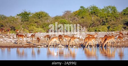 Trinken Impalas, Etosha National Park, Namibia, (Aepyceros melampus) Stockfoto