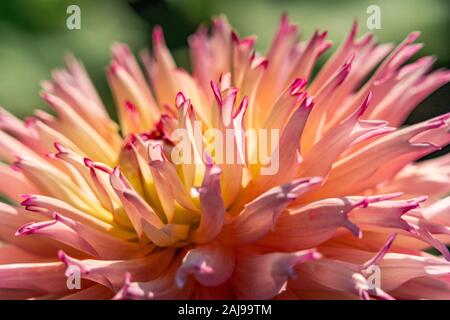 Makroaufnahme der Spitzen Blütenblätter einer rosa und gelbe Dahlie Blume im hellen Sonnenschein Stockfoto
