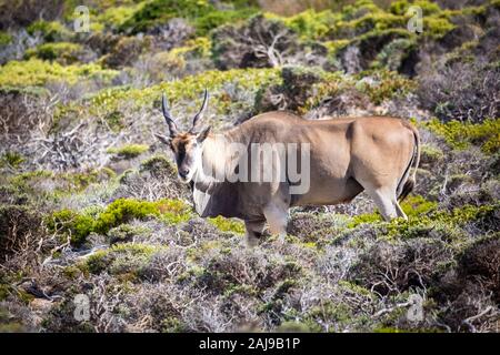 Nahaufnahme eines Eland Antilope (taurotragus Oryx) Nahrungssuche im Fynbos Vegetation, Südafrika Stockfoto