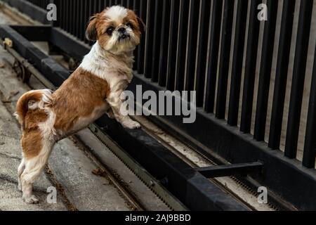 Schöne weibliche Shih Tzu Hund steht vor der Tür. Stockfoto