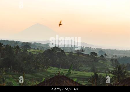 Jatiluwih Reisterrassen, Bali, Indonesien Stockfoto