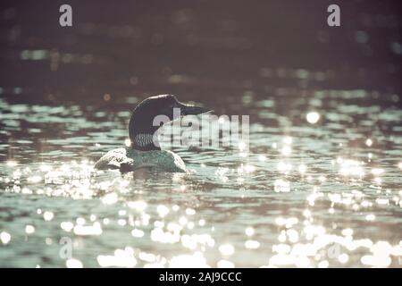 Loon Schwimmen auf See mit Sonne reflektiert aus dem Wasser. Stockfoto