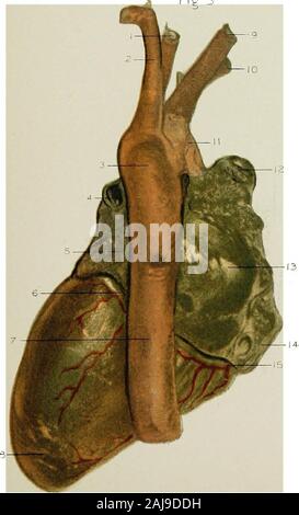 Regionale Anatomie in ihrem Bezug zur Medizin und Chirurgie. Abb. 3. Fip 4 Stockfoto