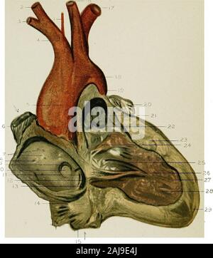 Regionale Anatomie in ihrem Bezug zur Medizin und Chirurgie. FI??. Abb. 3 Stockfoto