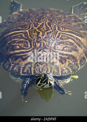 Bemalte Schildkröte in Naturraum Stockfoto