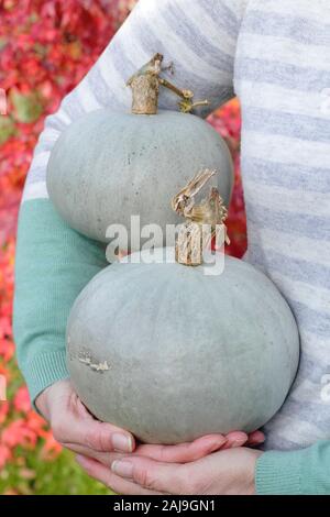 Cucurbita maxima "Kronprinz". Frisch geerntete Hausgewachsene Crown Prince squash durch Frau im Herbst Garten statt. Großbritannien Stockfoto