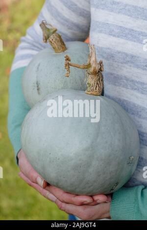 Cucurbita maxima "Kronprinz". Frisch geerntete Hausgewachsene Crown Prince squash durch Frau im Herbst Garten statt. Großbritannien Stockfoto