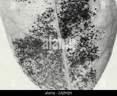 Die schwarze Fliege von Zitrusfrüchten und anderen subtropischen Pflanzen. m^. Stockfoto