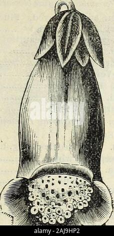 Feder Katalog Der neue, seltene und schöne John sauls Blumen und Garten Samen,&c 1885. Dianthus, Heddewigii. JOHN SAULS KATALOG DER BLUMEN SAMEN. 19 pro Pck. (Dictamitus Fraxinella.) Fraxinella, Rubra. Rot blühenden 10 Alba. Weiß blühenden 10 Sehr schöne Stauden, wachsen zwei hoch threefeet. Digatalis (Fingerhut.) Extra fein, gemischt.. 05 Gloxinoides (neue). Sehr fein, gemischt 05 Iverys neue beschmutzt Sorten 05 weiss 05. Fingerhut, Roter Fingerhut. Dracocephalum Ruyschiana Var. Japonicum. Blumen reichen Blau 25 Gladiolen. Aus unserem reichhaltigen Sammlung gespeichert; gemischt 10 aus unserem neuesten Blumen gespeichert; gemischt Stockfoto