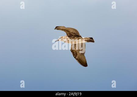 Fliegende junge Kelp Möwe (Larus dominicanus), blauer Himmel Stockfoto