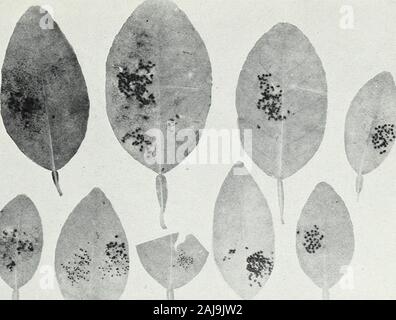 Die schwarze Fliege von Zitrusfrüchten und anderen subtropischen Pflanzen. &Lt;! Abb. 2. - die jungen Linden Mäßig befallen, wurden gehalten, die UnderDaily Beobachtung für über ein Jahr. Im Oktober 1918 fotografiert. Die schwarze Fliegen. Bui. 885, US Abt. der Landwirtschaft. Platte III. Abb. I.-geplagten Lime Blätter von Bäumen in Abbildung 2 übernommen, im Mai 1919. Mit Platte II vergleichen, Abbildung I. Stockfoto