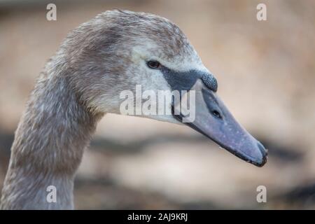 Portrait von Cygnet, im Winter fotografiert. Stockfoto