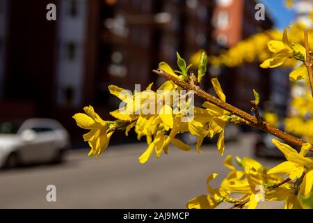 Ein Zweig der gelben Forsythia Blumen in voller Blüte an einem warmen Frühlingstag in Malmö, Schweden Stockfoto