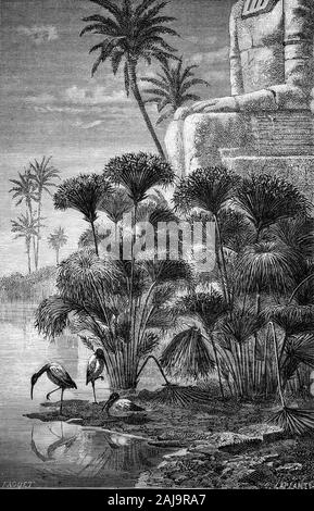 Pflanzen: Unterhalb der antiken Skulptur, afrikanische Heilige Ibis (Threskiornis aethiopicus) Feed inmitten Ägyptischer Papyrus (Cyperus papyrus) in der Wildnis an der Ägyptischen Delta. Papyrus ist sehr eng mit dem Schreiben - in der Tat, das englische Wort "Papier" kommt von dem Wort 'Papyrus' verbunden - aber die Ägypter fanden viele Einsatzmöglichkeiten für die Anlage als Schreibfläche für Dokumente und Texte. Papyrus wurde als Nahrungsquelle genutzt, Seil, Sandalen, für Kisten und Körbe und Matten, wie Jalousien, Material für Spielzeug wie Puppen, als Amulette zur Abwehr Hals Krankheiten und sogar der kleinen Fischerei Stockfoto