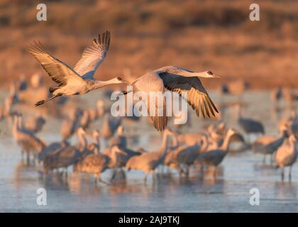 Zwei Kanadakranichen fliegen über Teich im Bosque Del Apache National Wildlife Refuge Stockfoto