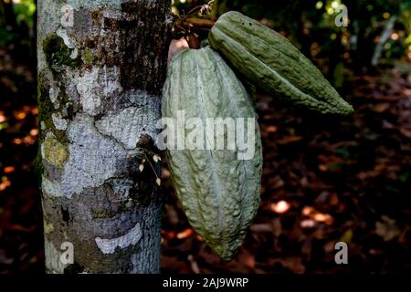 Kakao Plantage in der Nähe von agboville, Elfenbeinküste Stockfoto